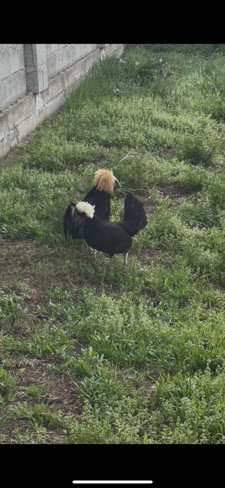 Продам пару кур