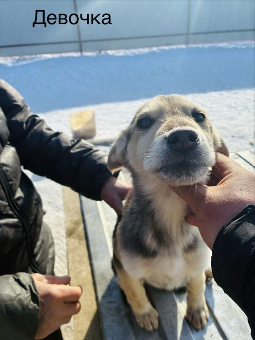 Ищем дом щенкам добрые руки!