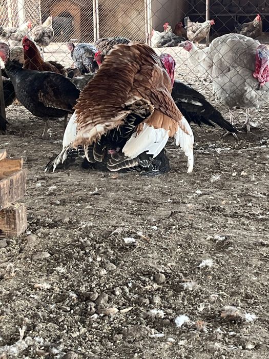 Пуйки мъжки за празниците