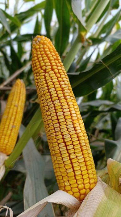 Маккажухори уруғлари (Семена кукуруза) ФИТО