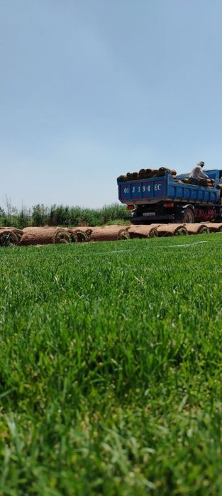 Kamaz klines sheben kompot qum oluga tosh клинец кампот shagal