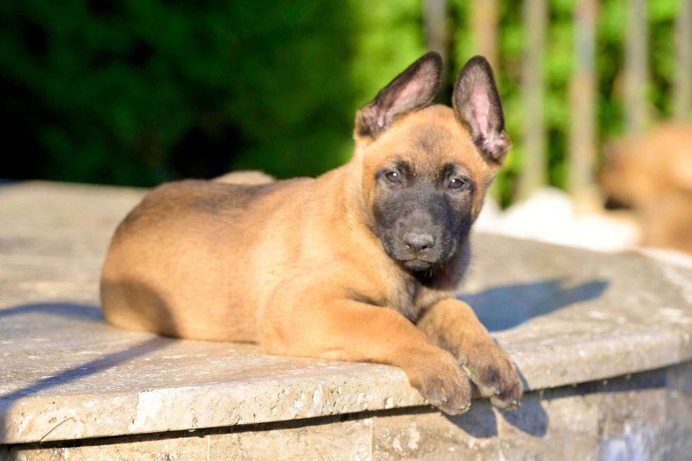 Ciobanesc belgian - Malinois