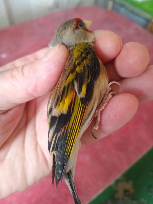 Гибриды щегол и репел.