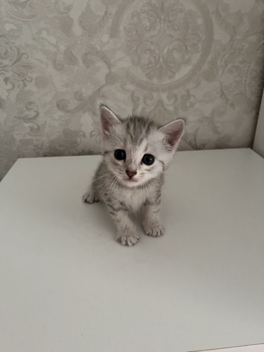Кошка шиншила девочка