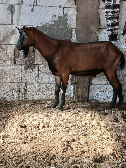 Alpin francez  de vanzare