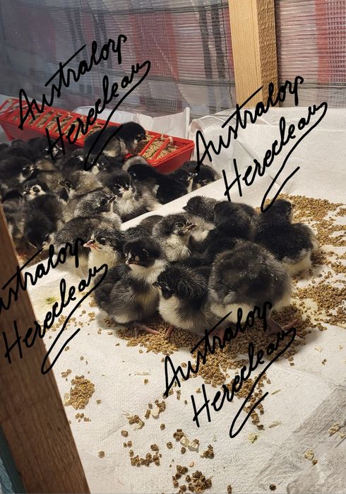 Pui Australorp negru si albastru