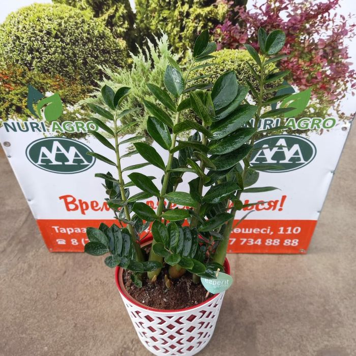 Комнатные цветы в ассортименте