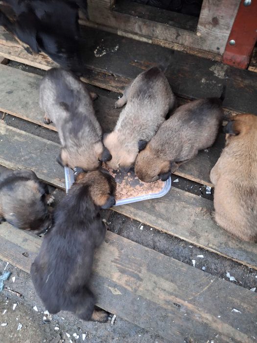 Donez catei metis talie mijlocie