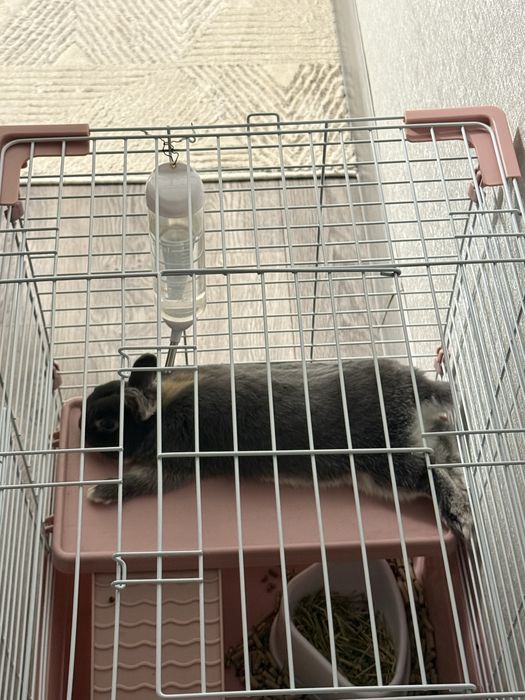 Нидерландский декоротивный кролик