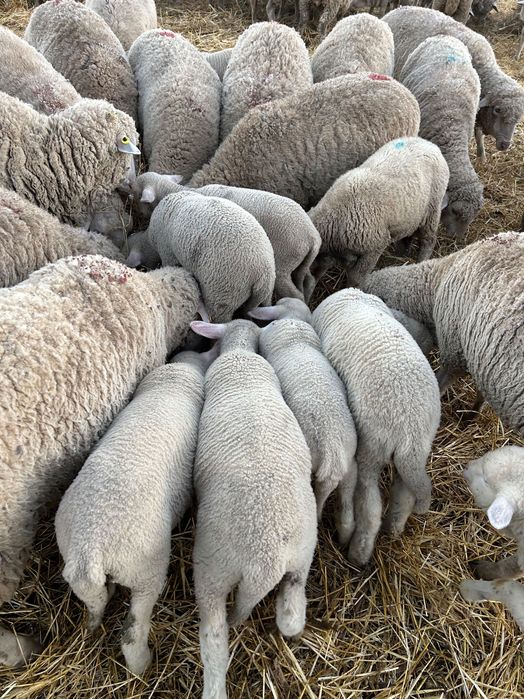 Vând oi de rasă merinos