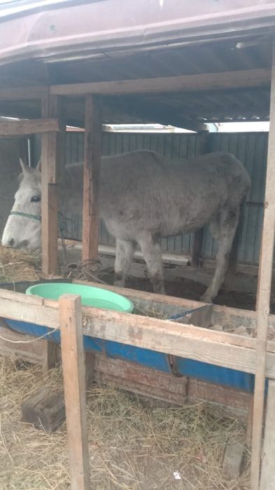 Байтал сатылады .