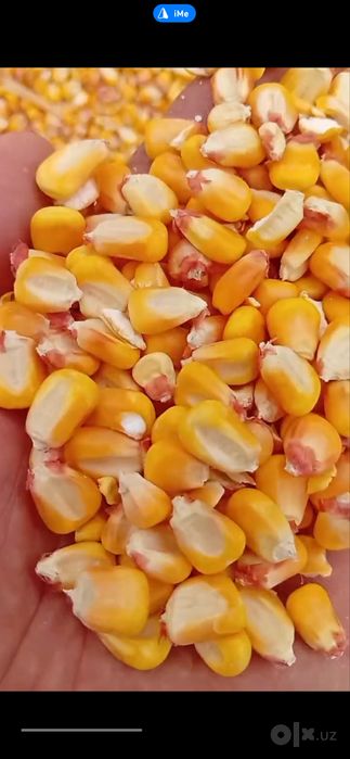 johori makka makkajohori optom sklad макка жохори кукуруз оптом склад