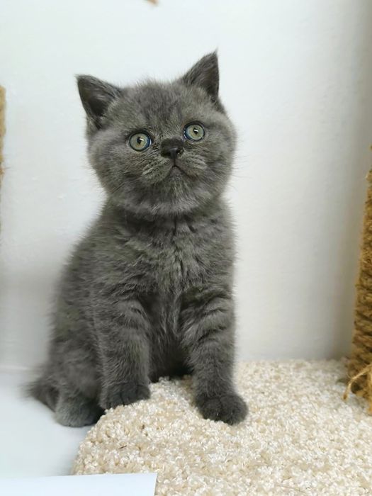 Котята БриТанСкие