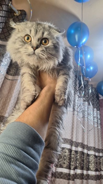 Seribiristi shinshila haylant