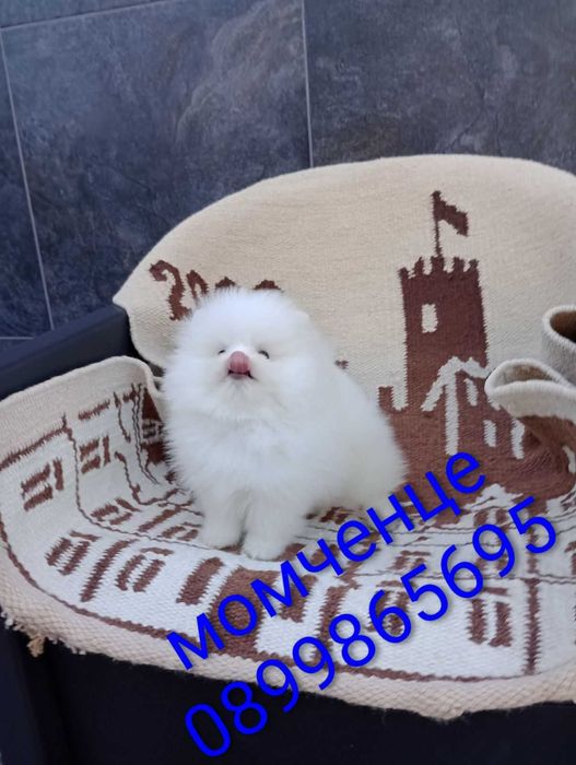 Чисто Бял Мъжки Померан.