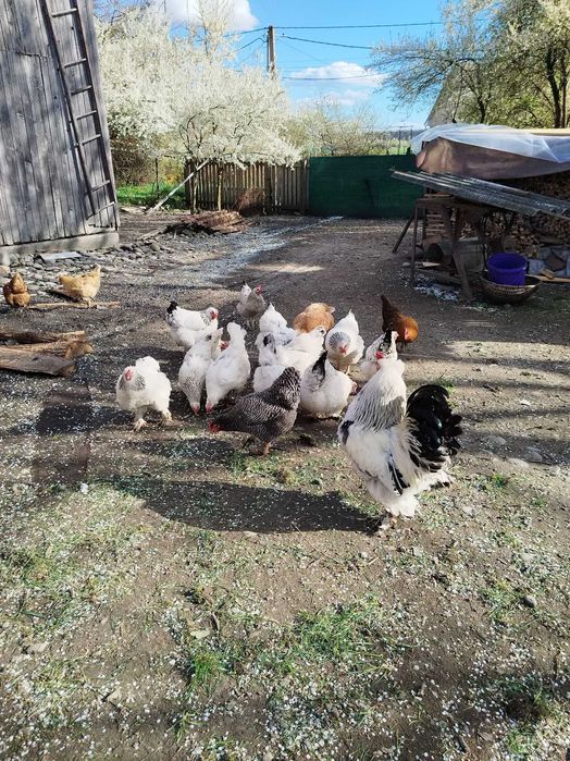 Cocoș Brahma și 5 puicuțe de Brahma