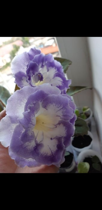 Глоксиния сортовая