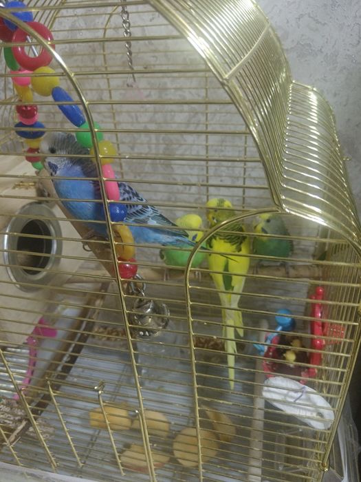 Волнистый попугаи