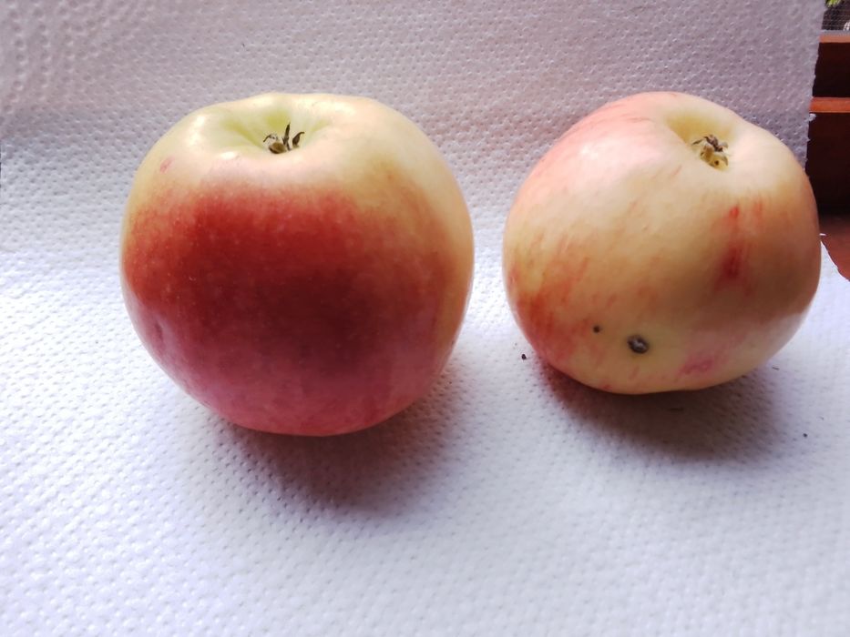 MERE bio angro, masa, procesare suc, tuica, conservare