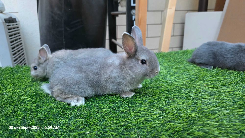 Карликовые кролики (карлик қуёнлар)