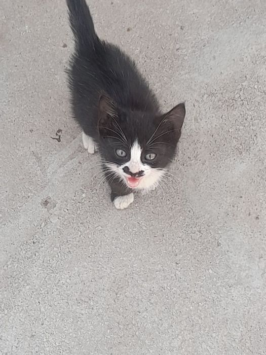 Отдаю котенка бесплатно