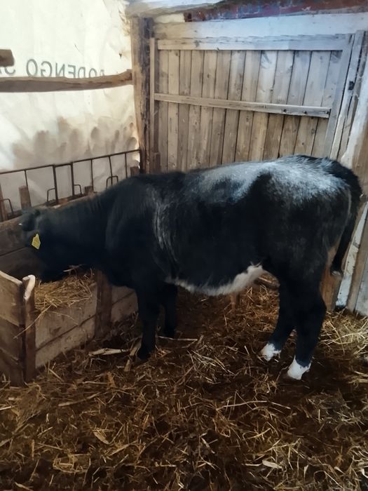 Vând vițel belgian