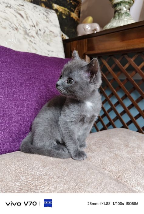 Котёнок в хорошую семью