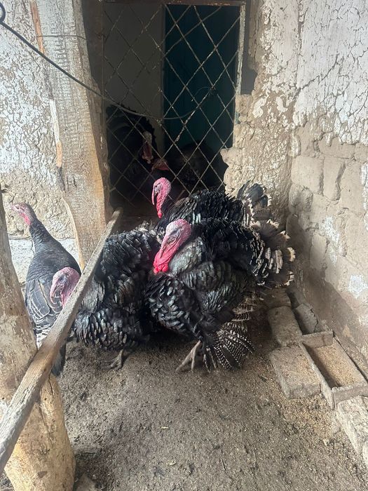 Продам индюк домашние