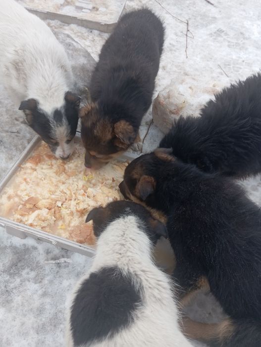 Отдам щенят в добрые руки