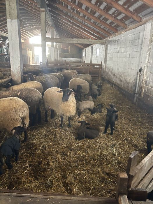 Oi sufolk origine Irlanda