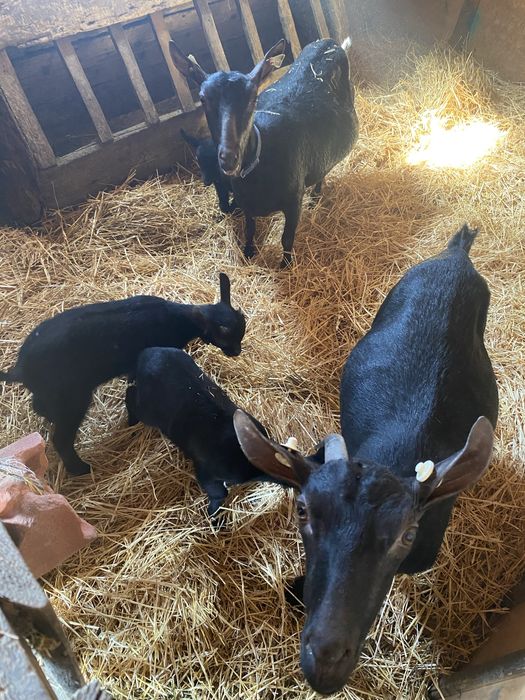 Capre Murciano originale