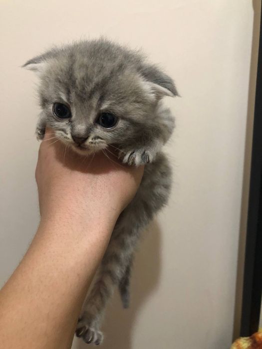 скотиш фолд 1ярим ойлик 2та