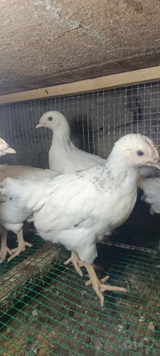 Adler tovuq jojalar 45,60,75 kunli