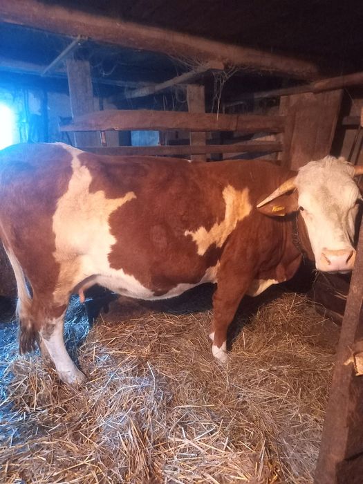 Vacă tânără gestantă 9 luni