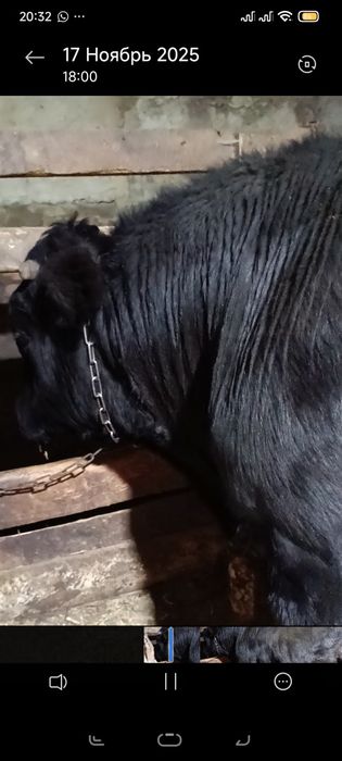Ангус бык на племя возраст два +