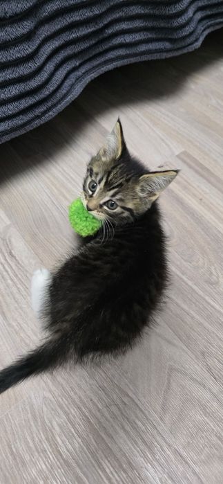 Отдам в добрые руки котят
