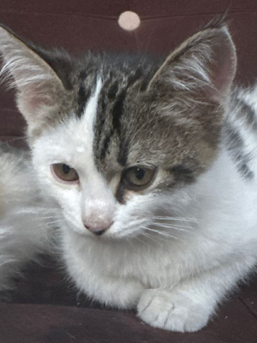 Отдам хороший руки котята 2 девушка 2 мальчик