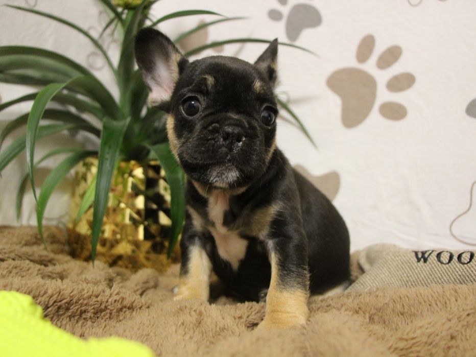 ***Френски булдочета ***