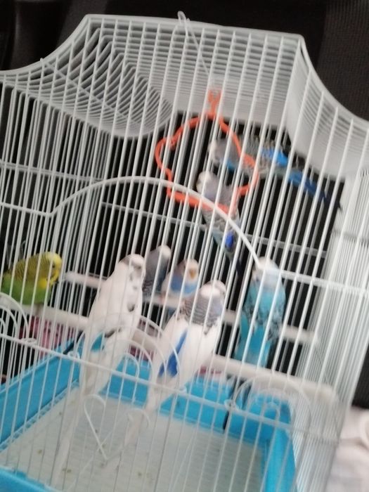 Vînd peruși perechi mature