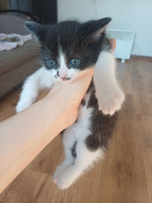 Отдам котенка в добрые руки