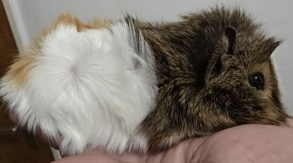 Maimuțoi îmblăniti