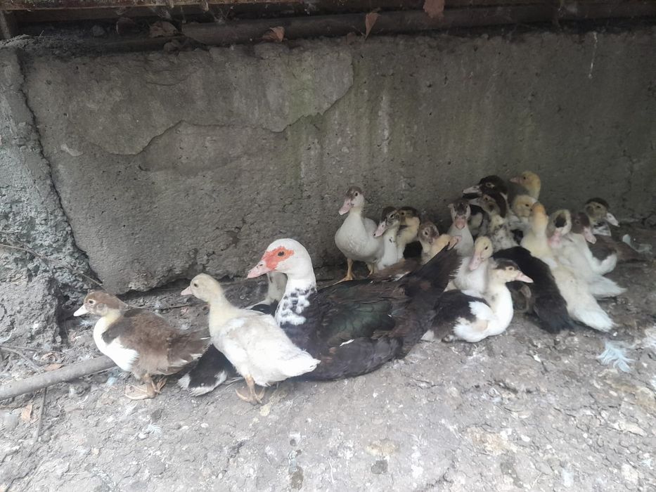 Продам индоутят разного окраса