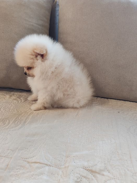 Померан мини померанчета.