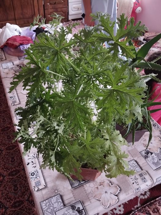 Pelargoniya xonaki gullar sotiladi