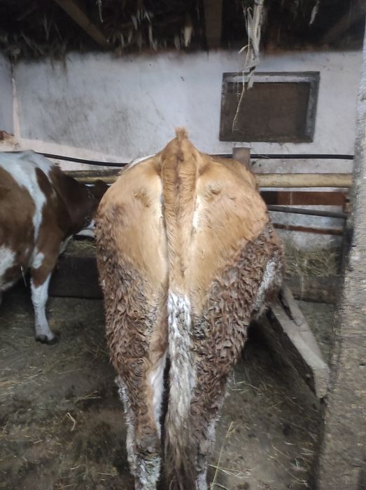 Vaci gestante de vânzare