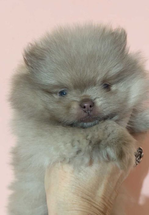 pomeranian deosebit cu pedigree