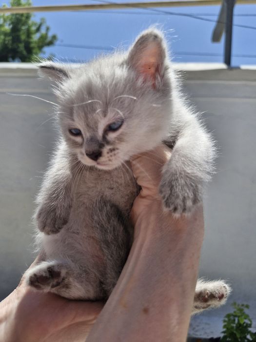 Котята , 1 месяц