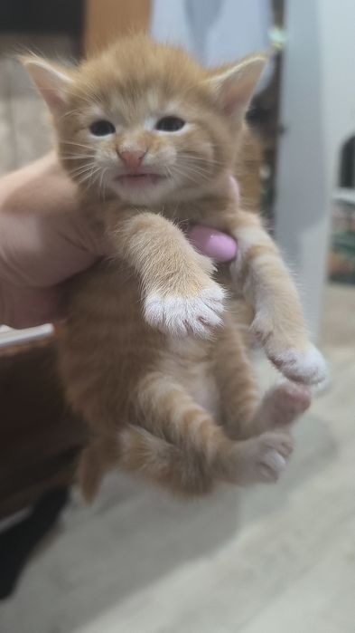 Котята бесплатно