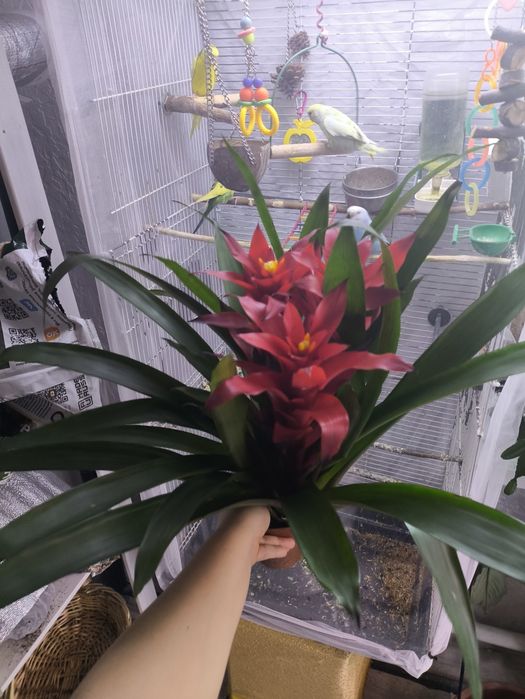 Цветы подарки цветущие