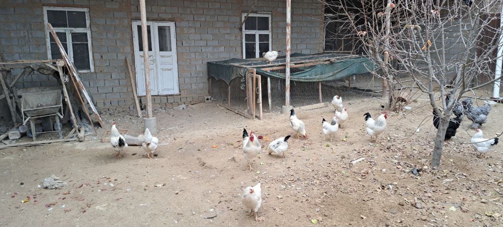 Адлер Серебристий Хороз Сотилади